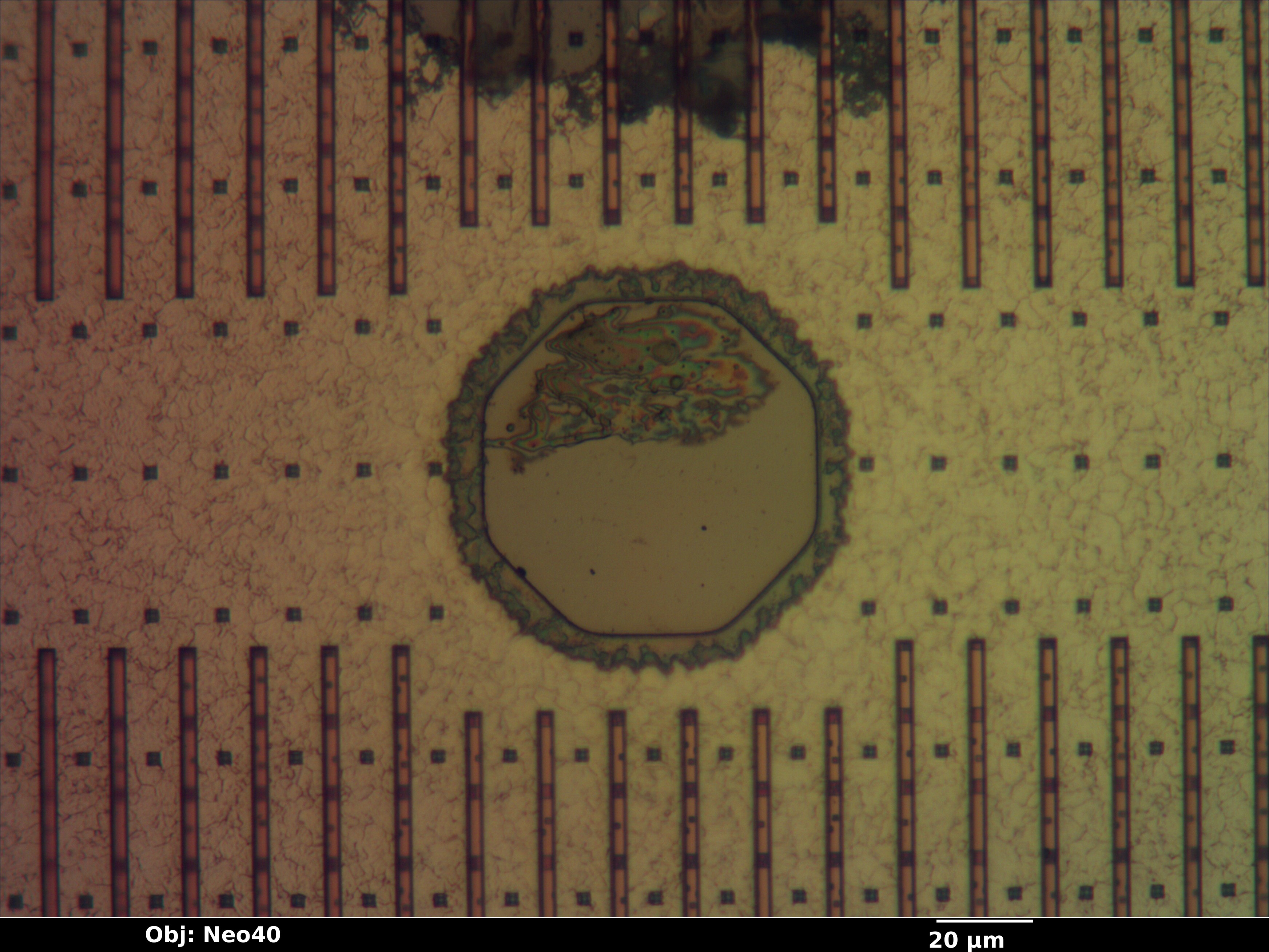 bfsc100f144_53_bf_neo40x_annotated.jpg bfsc100f144_53_bf_neo40x_annotated.jpg