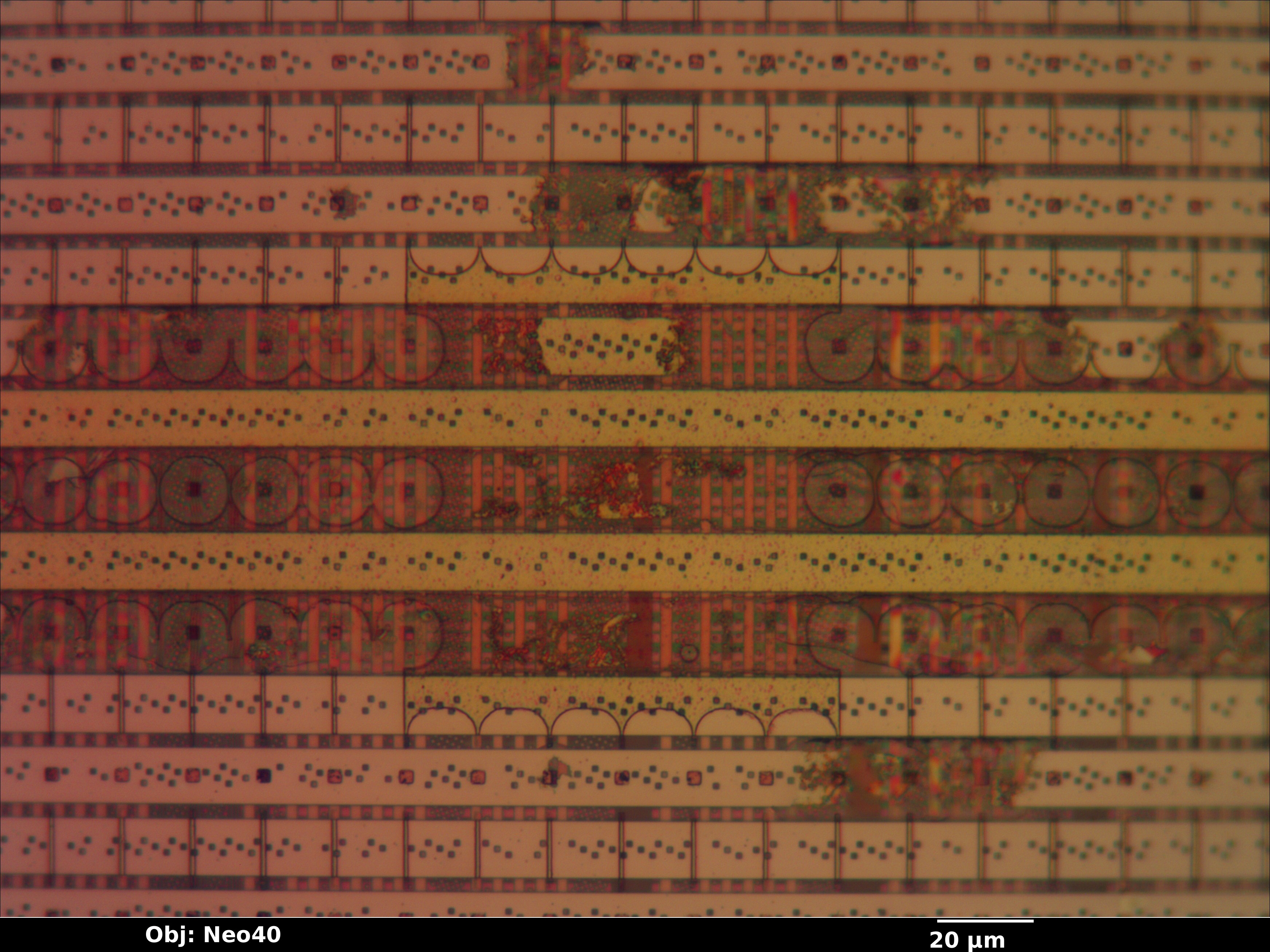 bfsc100f144_my_08_bf_neo40x_annotated.jpg bfsc100f144_my_08_bf_neo40x_annotated.jpg