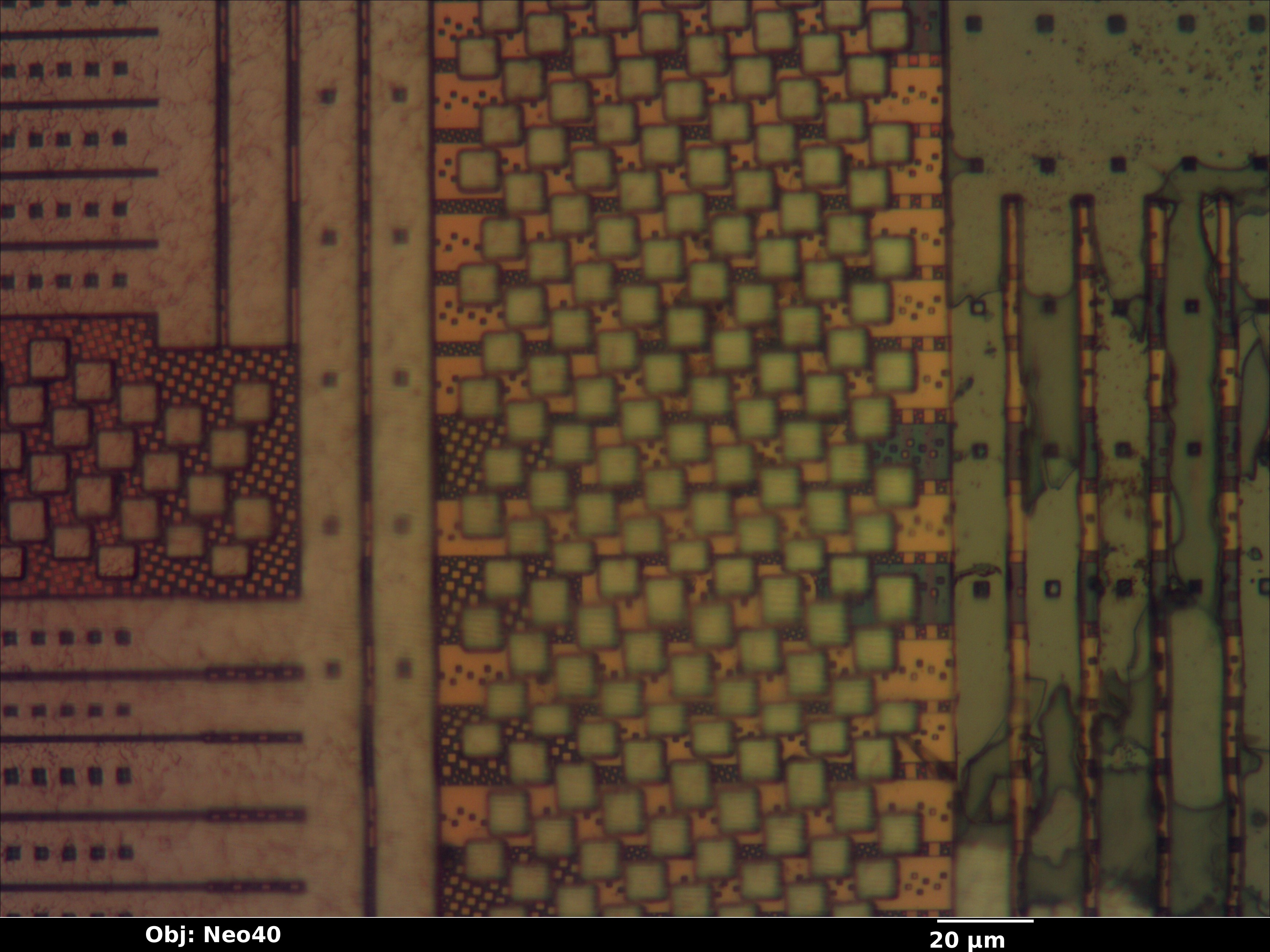 bfsc100f144_51_bf_neo40x_annotated.jpg bfsc100f144_51_bf_neo40x_annotated.jpg