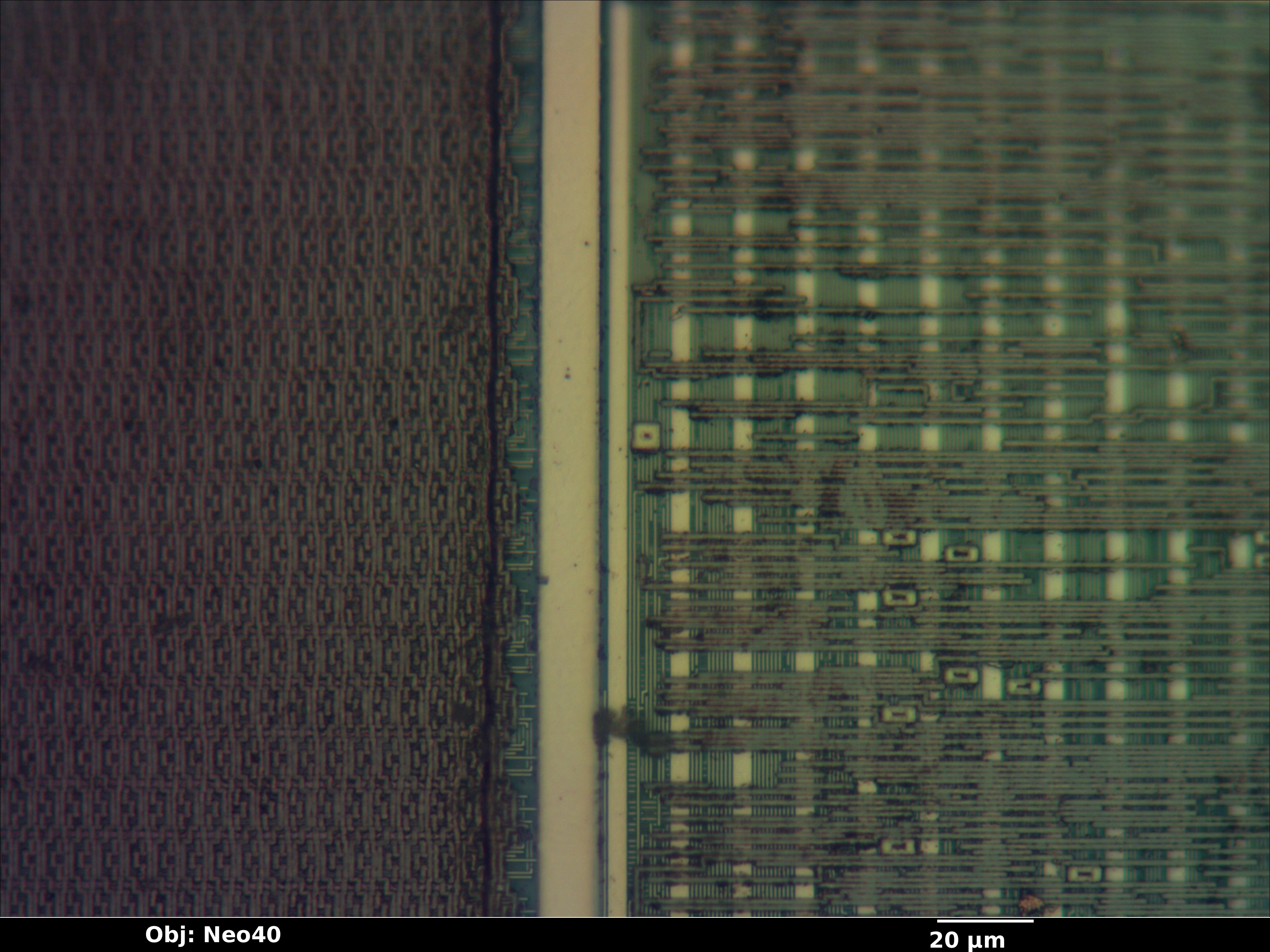 xcf02_07_bf_neo40x_annotated.jpg xcf02_07_bf_neo40x_annotated.jpg