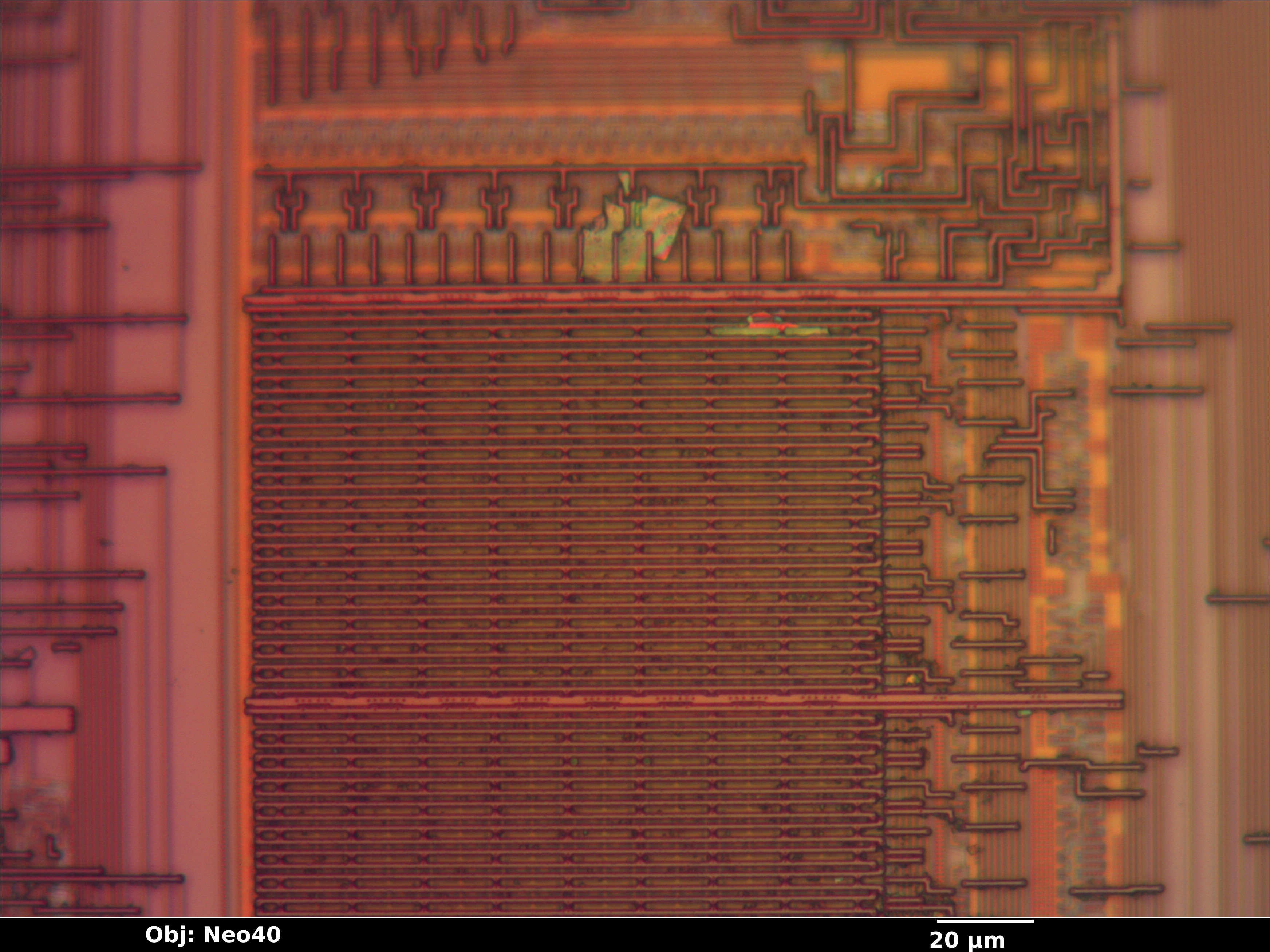 upd789024_13_bf_neo40x_annotated.jpg upd789024_13_bf_neo40x_annotated.jpg