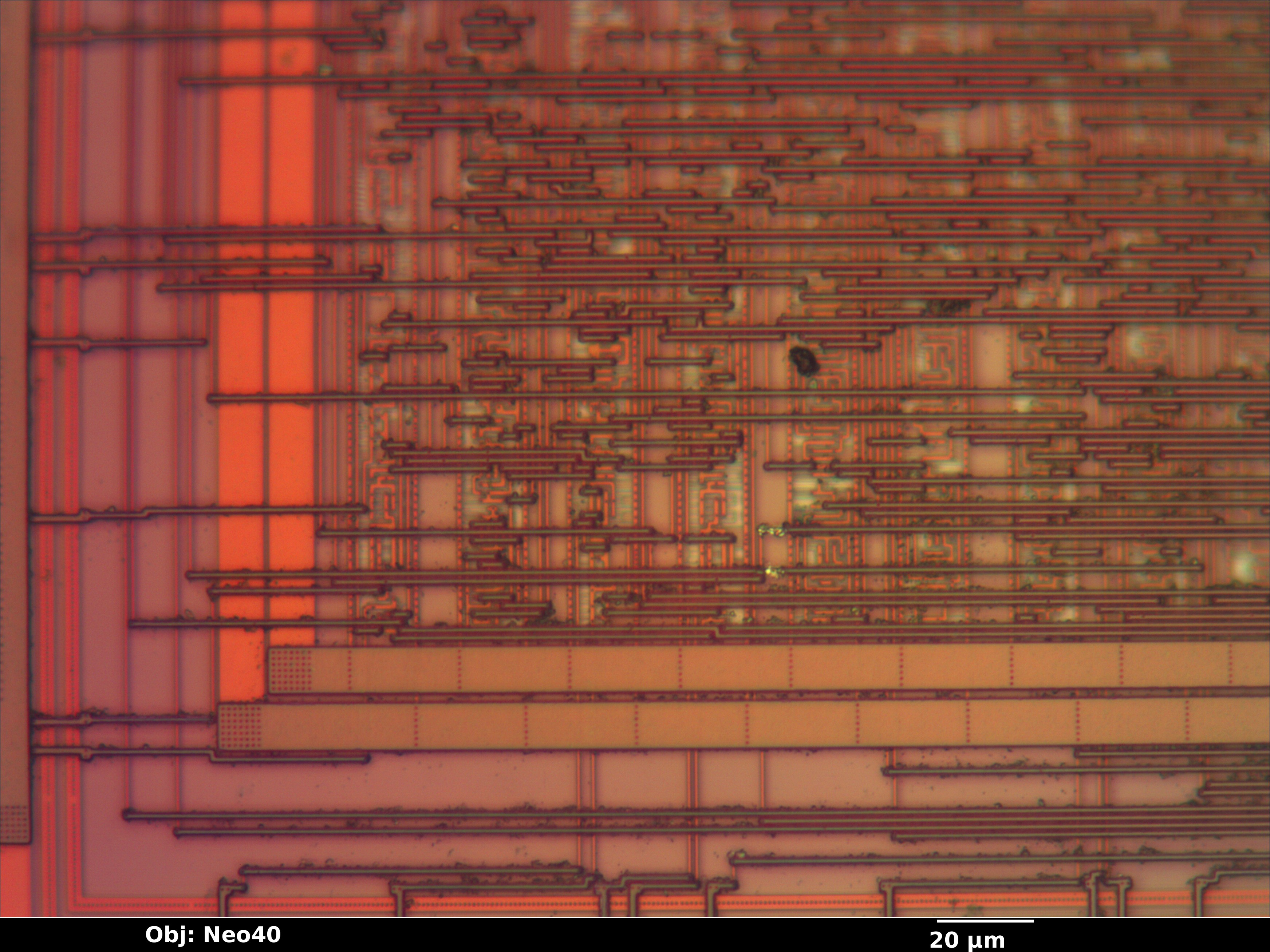 upd789024_15_bf_neo40x_annotated.jpg upd789024_15_bf_neo40x_annotated.jpg