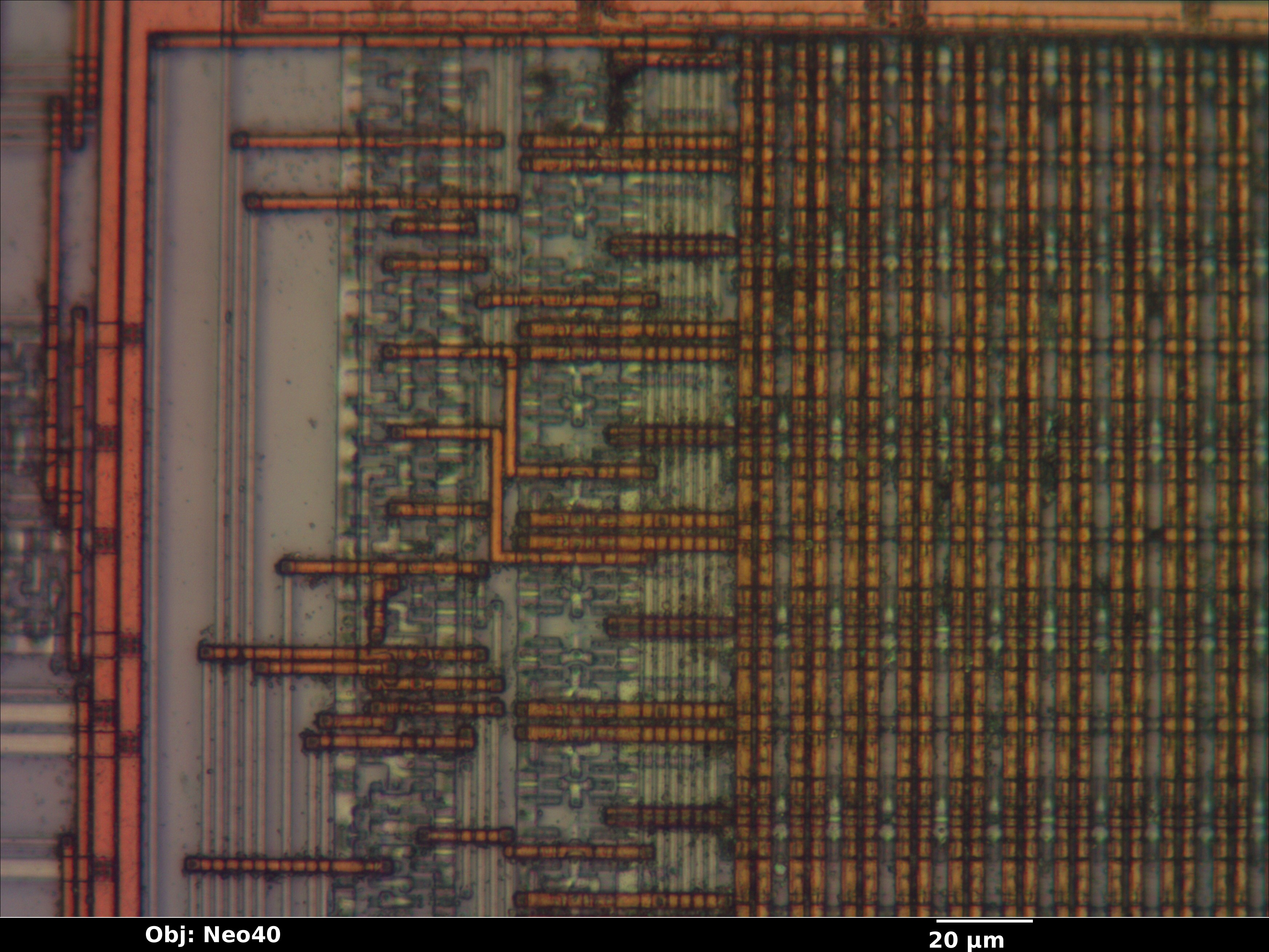 pic12ce518_02_bf_neo40x_annotated.jpg