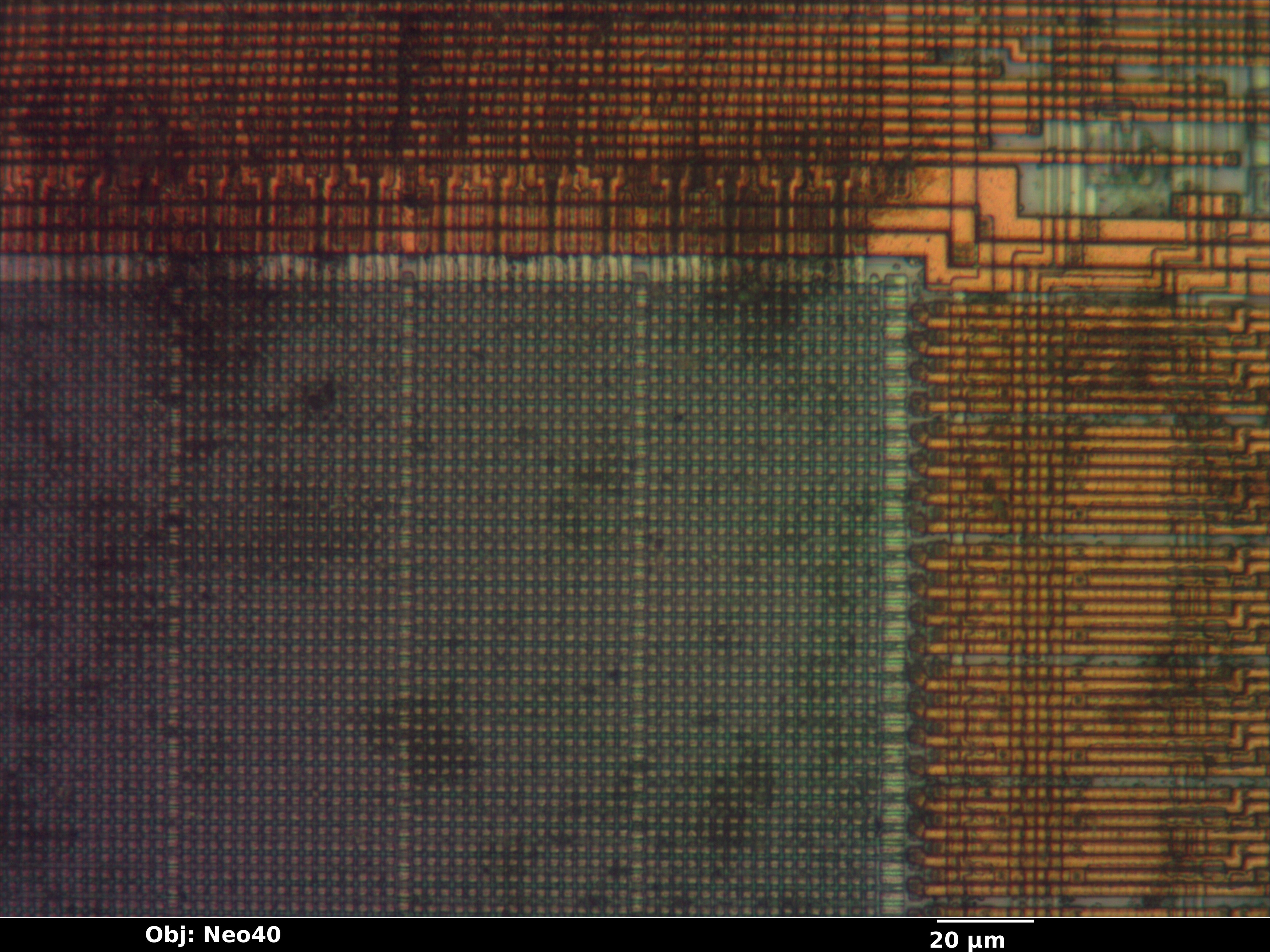 pic12ce518_03_bf_neo40x_annotated.jpg