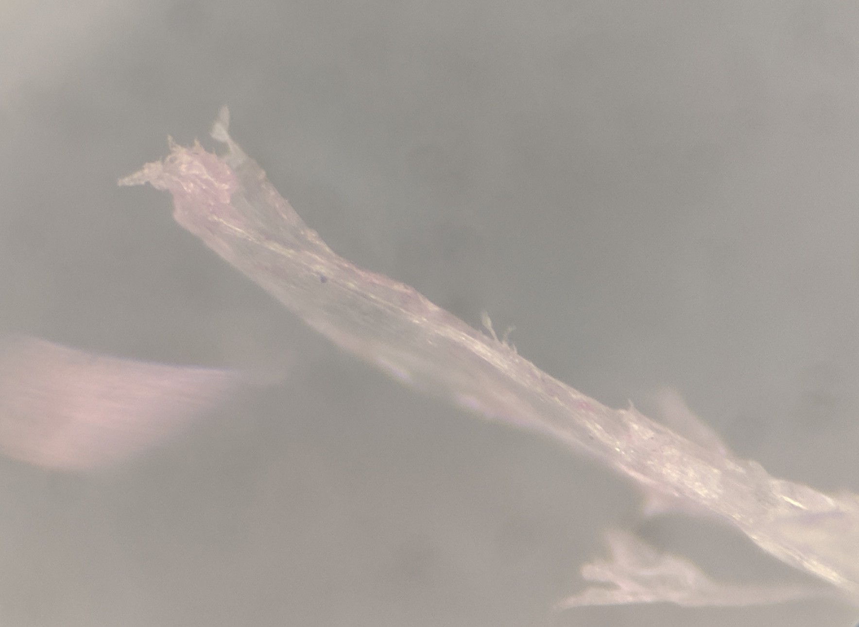 pipette.jpg pipette.jpg