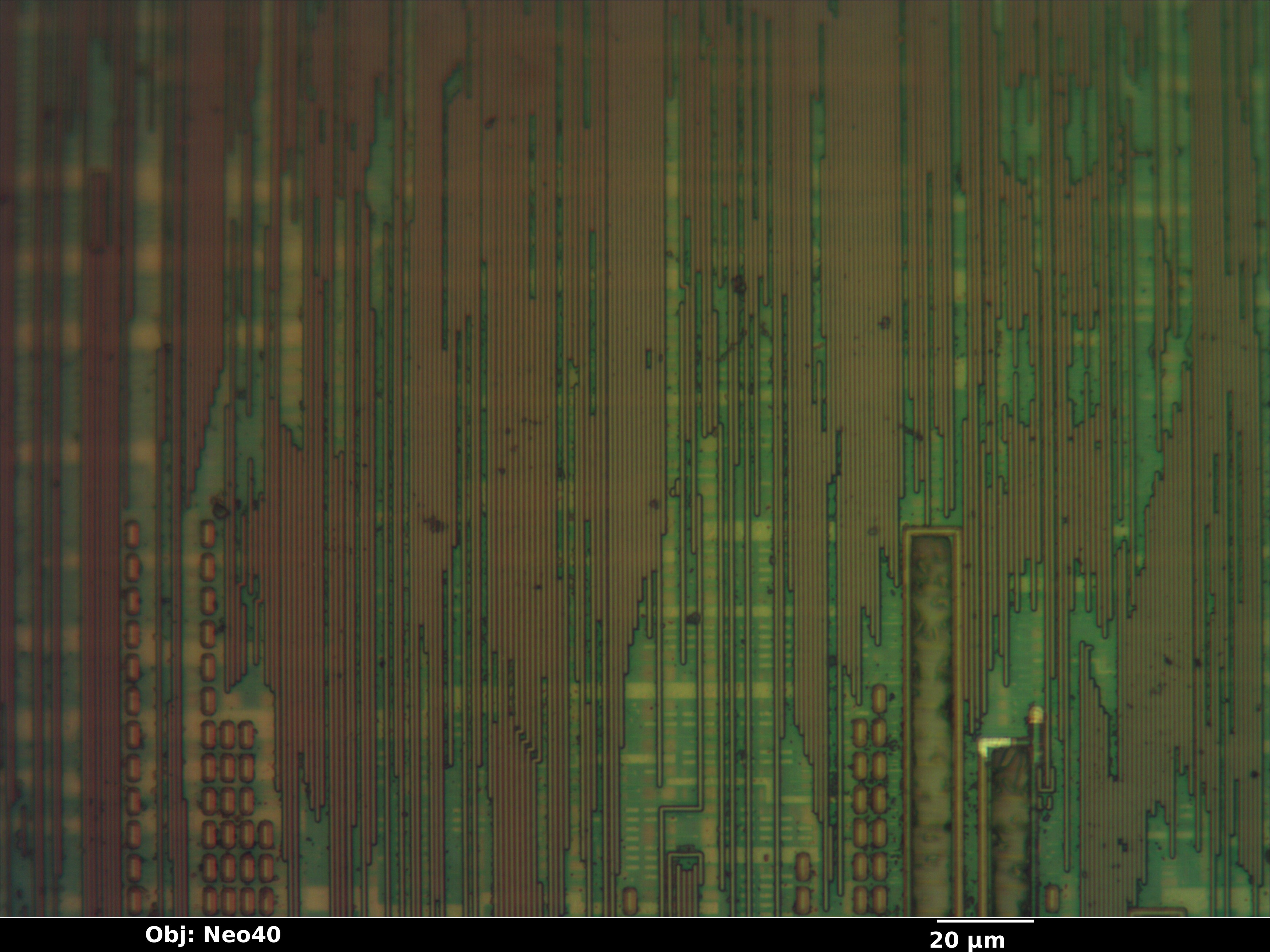 23k256_10_bf_neo40x_annotated.jpg 23k256_10_bf_neo40x_annotated.jpg