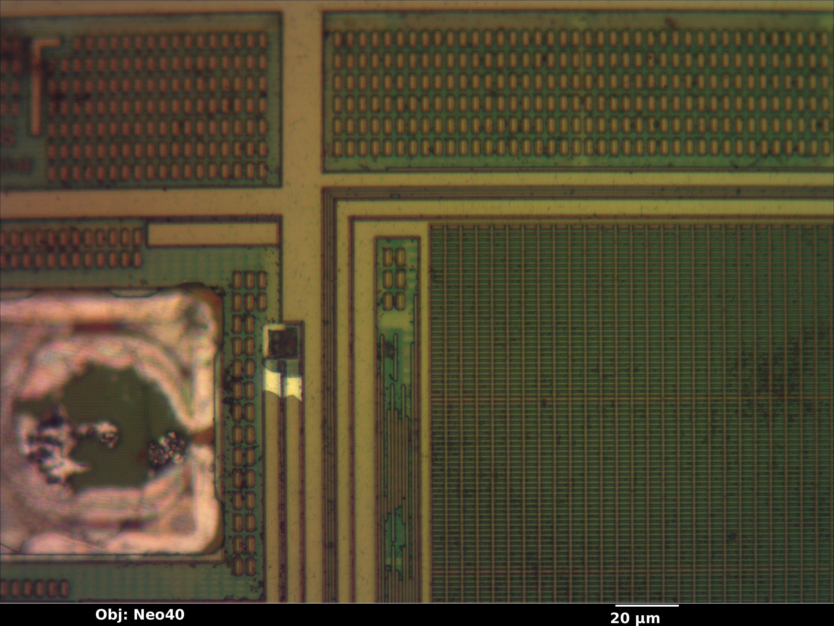 23k256_08_bf_neo40x_annotated.jpg 23k256_08_bf_neo40x_annotated.jpg