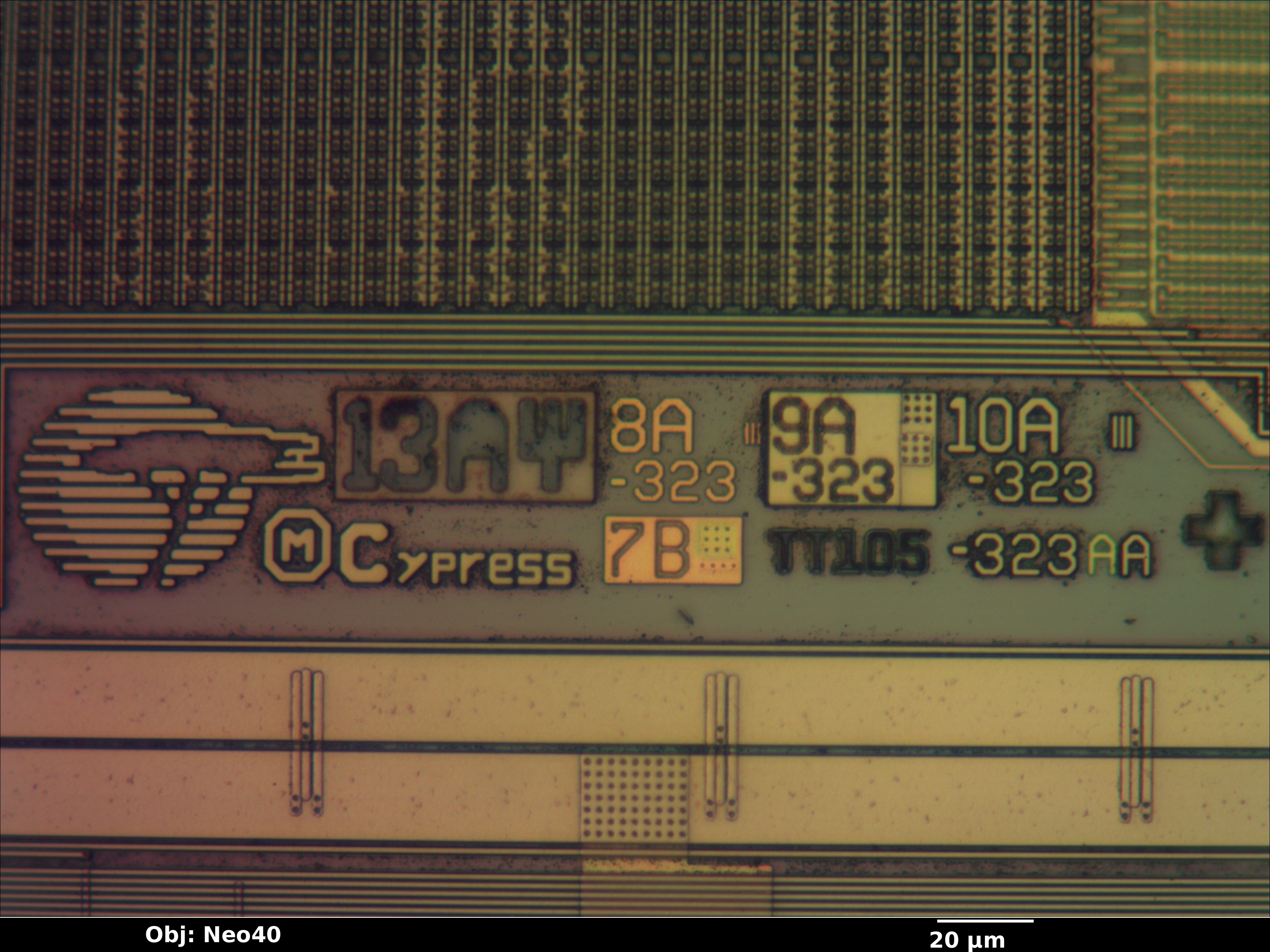 cy28323pvc_23_bf_neo40x_annotated.jpg
