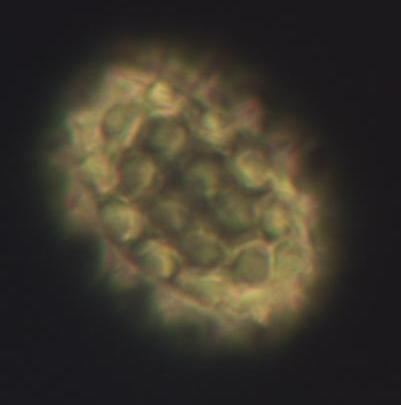 mcmaster:contamination:pollen_xpol.jpg